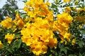 Yellow trumpet-flower,Trumpetbush (Tecoma stans) blooming in the Royalty Free Stock Photo