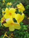 Yellow trumpet flowers/for the front page of the magazine