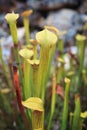 Yellow Trumpet Pitcher Sarracenia flava