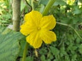 A yellow trumpet is sativus flower and a flower with a pistil and stamens on one flower