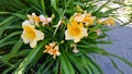 Yellow trumpet shape flowers  on curbside Royalty Free Stock Photo