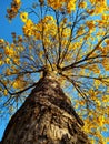 Yellow golden trumpet tree with flowers. Royalty Free Stock Photo