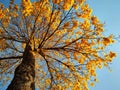 Yellow golden trumpet tree with flowers. Royalty Free Stock Photo