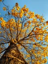Yellow golden trumpet tree with flowers. Royalty Free Stock Photo