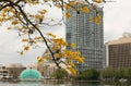 Yellow trumpet trees bloom at lake Eola in Orlando, Florida