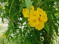 yellow trumpetbush, yellow bells, yellow elder, ginger Thomas. Royalty Free Stock Photo