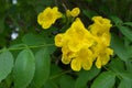 Yellow trumpetbush Royalty Free Stock Photo