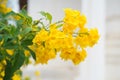 Yellow trumpetbush flower in the garden. Royalty Free Stock Photo