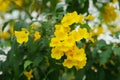 Yellow trumpetbush flower in the garden. Royalty Free Stock Photo