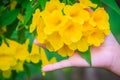 Yellow trumpetbush flower (Tecoma stans) in the garden. Tecoma stans is a species of flowering perennial shrub in the trumpet vine Royalty Free Stock Photo
