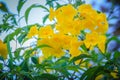 Yellow trumpetbush flower (Tecoma stans) in the garden. Tecoma stans is a species of flowering perennial shrub in the trumpet vine Royalty Free Stock Photo