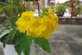 Yellow trumpetbush flower or Tecoma stans Royalty Free Stock Photo