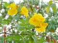 Yellow trumpetbush, Yellow elder, Trumpetbush, Trumpetflower, Yellow trumpet-flower Royalty Free Stock Photo