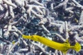 Yellow trumpetfish Royalty Free Stock Photo