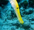 Yellow Trumpetfish Royalty Free Stock Photo