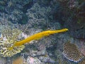 Yellow trumpetfish, Maldives