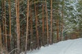 Yellow trunks of tall pines in winter forest. Branches of trees Royalty Free Stock Photo