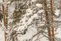 Yellow trunks of tall pines in winter forest. Branches of trees are covered with snow Royalty Free Stock Photo