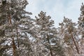 Yellow trunks of tall pines in forest. Branches of trees are covered with fresh snow Royalty Free Stock Photo