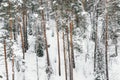 Yellow trunks of tall pines in winter forest. Branches of trees are covered with snow Royalty Free Stock Photo