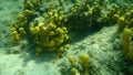 Yellow tube sponge or Aureate sponge Aplysina aerophoba undersea, Aegean Sea