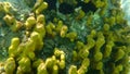 Yellow tube sponge or Aureate sponge Aplysina aerophoba undersea, Aegean Sea