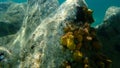 Yellow tube sponge or Aureate sponge Aplysina aerophoba undersea, Aegean Sea