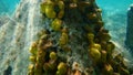 Yellow tube sponge or Aureate sponge Aplysina aerophoba undersea, Aegean Sea