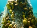 Yellow tube sponge or Aureate sponge Aplysina aerophoba undersea, Aegean Sea