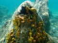 Yellow tube sponge or Aureate sponge Aplysina aerophoba undersea, Aegean Sea