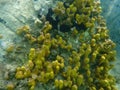 Yellow tube sponge or Aureate sponge Aplysina aerophoba undersea, Aegean Sea