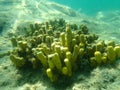 Yellow tube sponge or Aureate sponge Aplysina aerophoba undersea, Aegean Sea