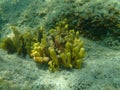 Yellow tube sponge or Aureate sponge Aplysina aerophoba undersea, Aegean Sea