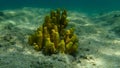 Yellow tube sponge or Aureate sponge Aplysina aerophoba undersea, Aegean Sea