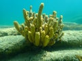 Yellow tube sponge or Aureate sponge Aplysina aerophoba undersea, Aegean Sea