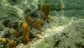 Yellow tube sponge or Aureate sponge Aplysina aerophoba undersea, Aegean Sea