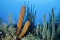 Yellow Tube Sponge