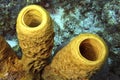 Yellow Tube Sponge, Caribbean Sea, Playa Giron, Cuba Royalty Free Stock Photo