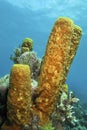 Yellow Tube Sponge, Caribbean Sea, Playa Giron, Cuba Royalty Free Stock Photo