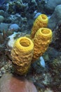 Yellow Tube Sponge, Caribbean Sea, Playa Giron, Cuba Royalty Free Stock Photo