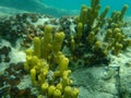 Yellow Tube Sponge or Golden Sponge, Aureate sponge Aplysina aerophoba undersea, Aegean Sea, Greece, Halkidiki Royalty Free Stock Photo