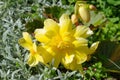 Begonia flower close up
