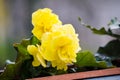 Yellow tuberous begonia