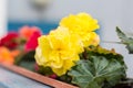 Yellow tuberous begonia