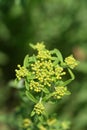 Yellow tuft Royalty Free Stock Photo