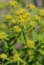 Yellow tuft Royalty Free Stock Photo