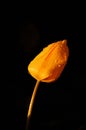 Yellow Tulip Royalty Free Stock Photo