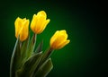 Yellow tulip