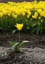 Yellow Tulip Royalty Free Stock Photo