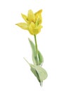 Yellow tulip